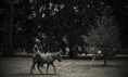 PASTORAL